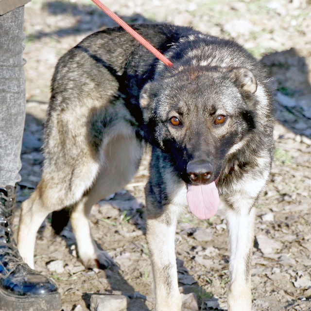 fellengel_elizabeth10