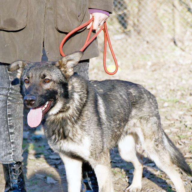 fellengel_elizabeth11