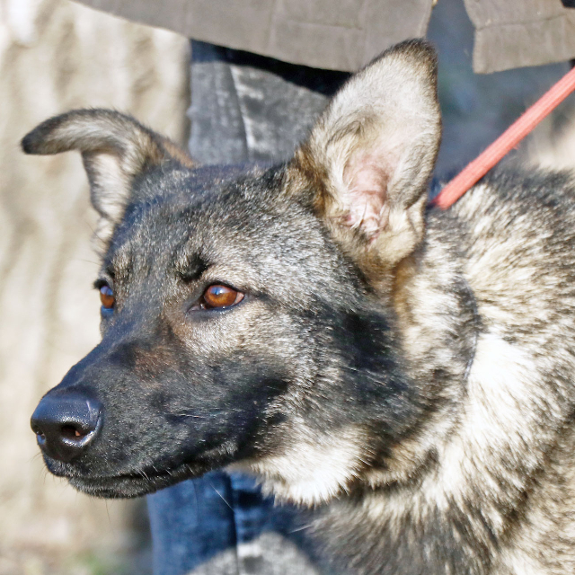 fellengel_elizabeth12