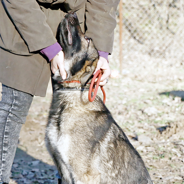 fellengel_elizabeth13