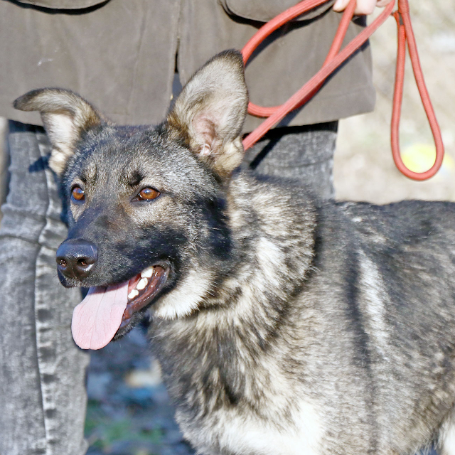 fellengel_elizabeth14