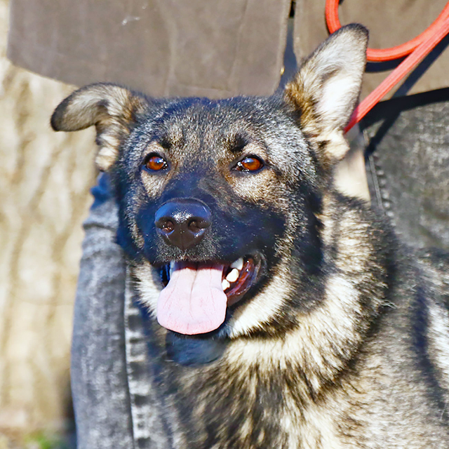 fellengel_elizabeth15