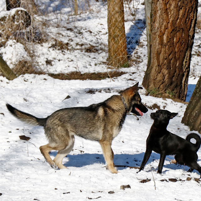 fellengel_elizabeth2