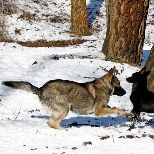 fellengel_elizabeth3