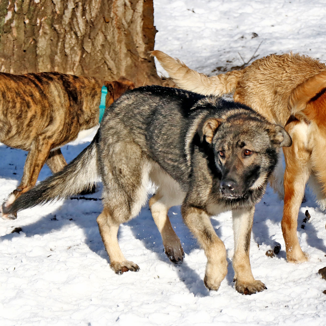 fellengel_elizabeth4