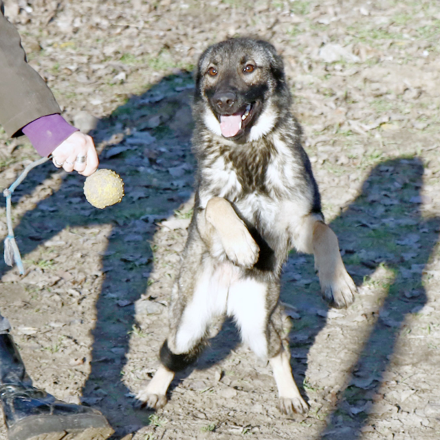 fellengel_elizabeth5