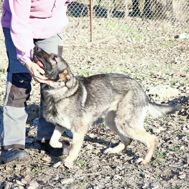 fellengel_elizabeth6