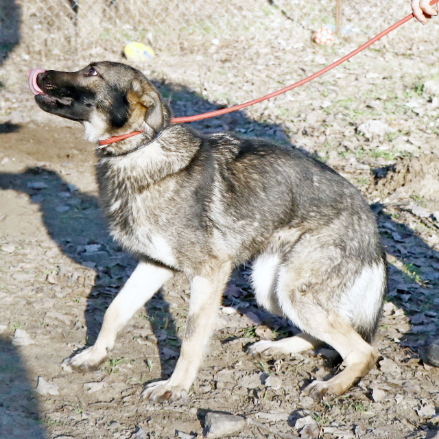 fellengel_elizabeth7