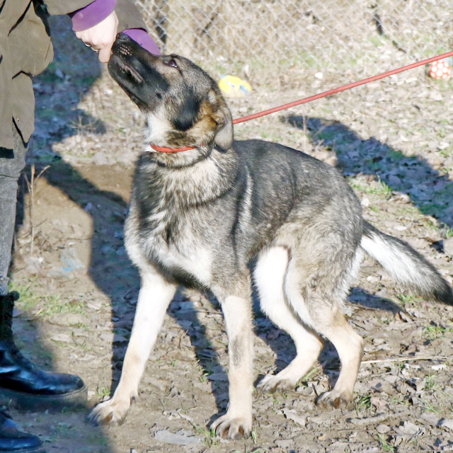 fellengel_elizabeth8