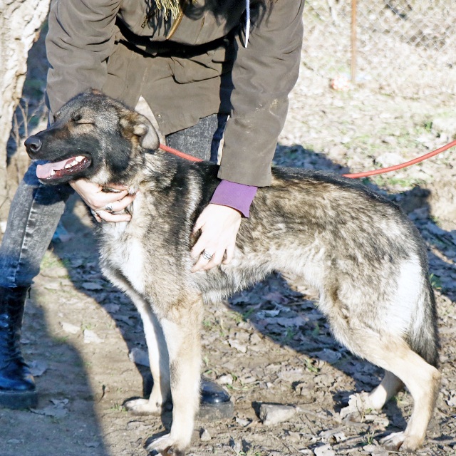 fellengel_elizabeth9