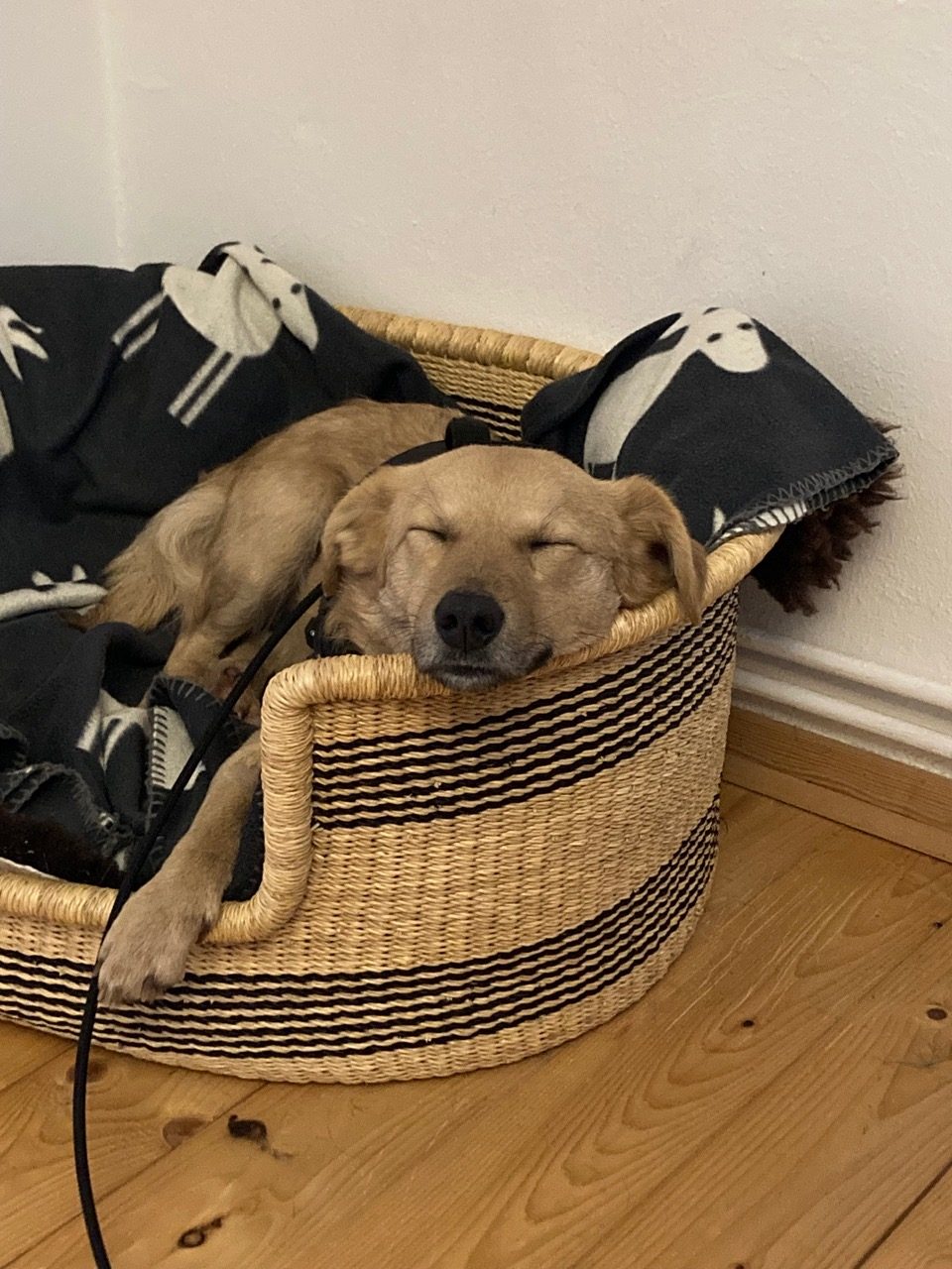 fellengel_little joe 13