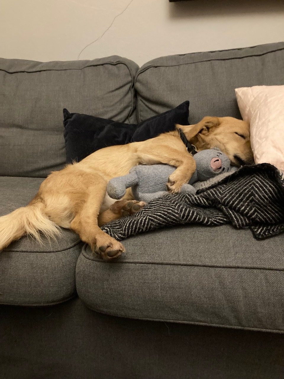 fellengel_little joe 14