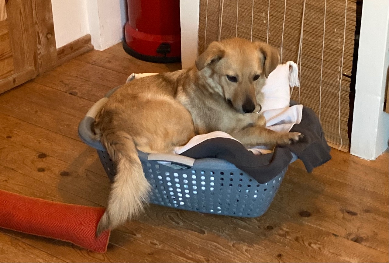 fellengel_little joe 15