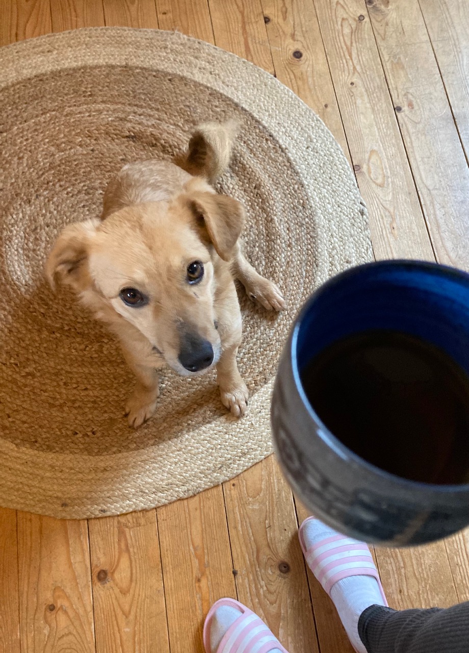 fellengel_little joe 16