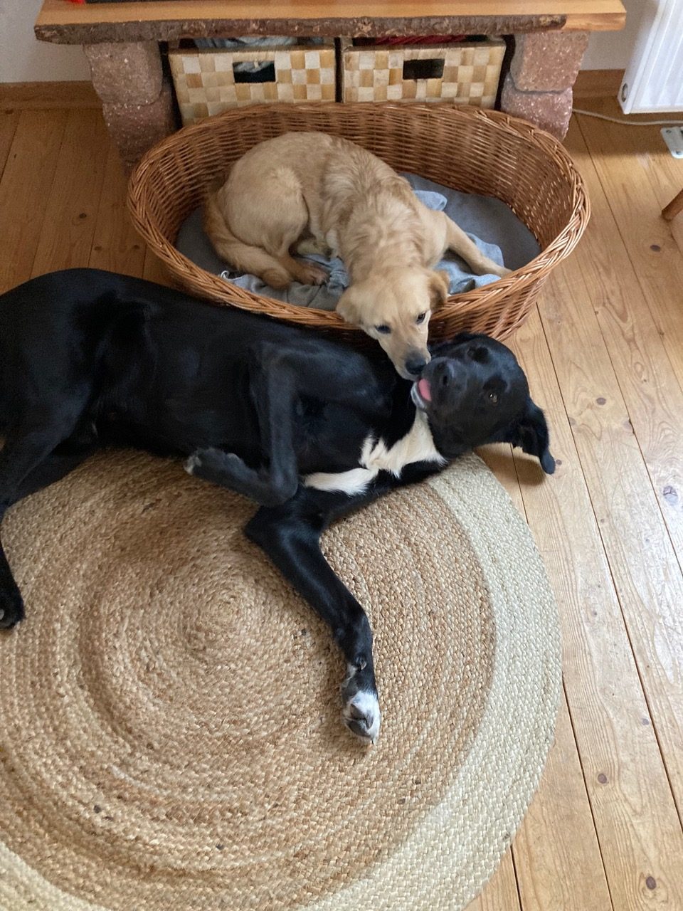 fellengel_little joe 17