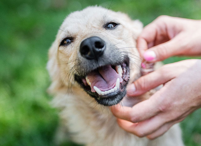 fellengel_little_joe1