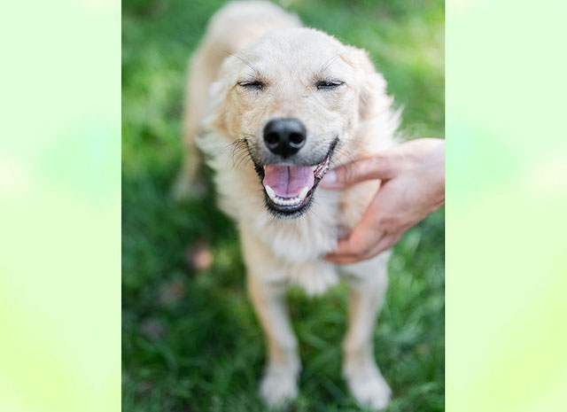 fellengel_little_joe10