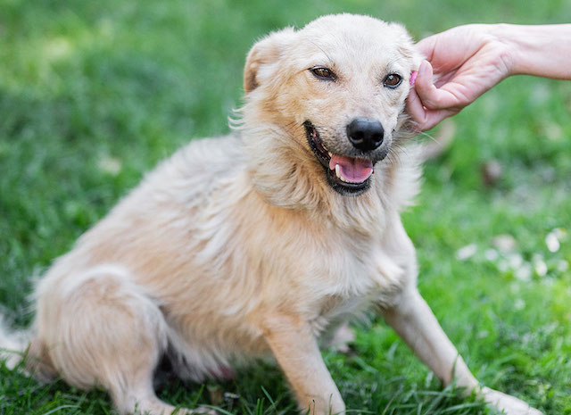 fellengel_little_joe2