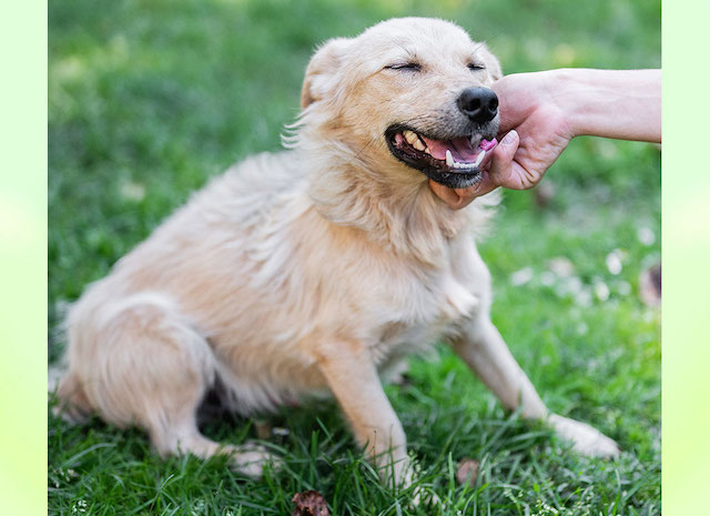 fellengel_little_joe3