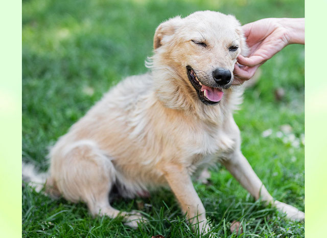 fellengel_little_joe4