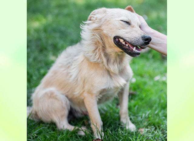 fellengel_little_joe5