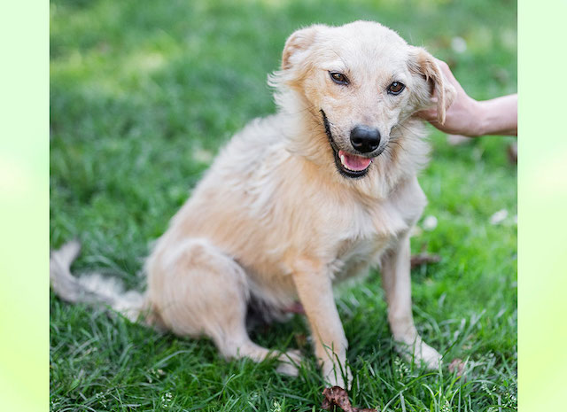 fellengel_little_joe6