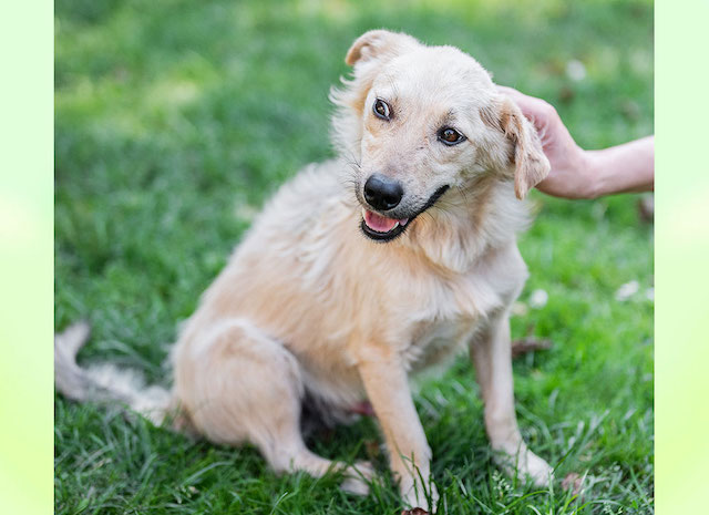 fellengel_little_joe7