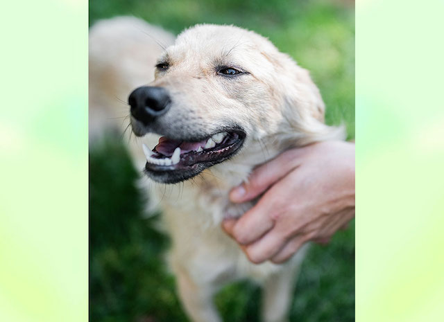 fellengel_little_joe9