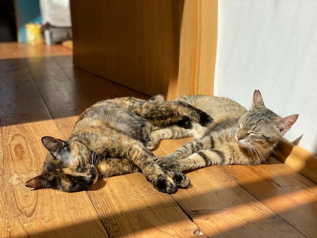 fellengel_monia_kallia