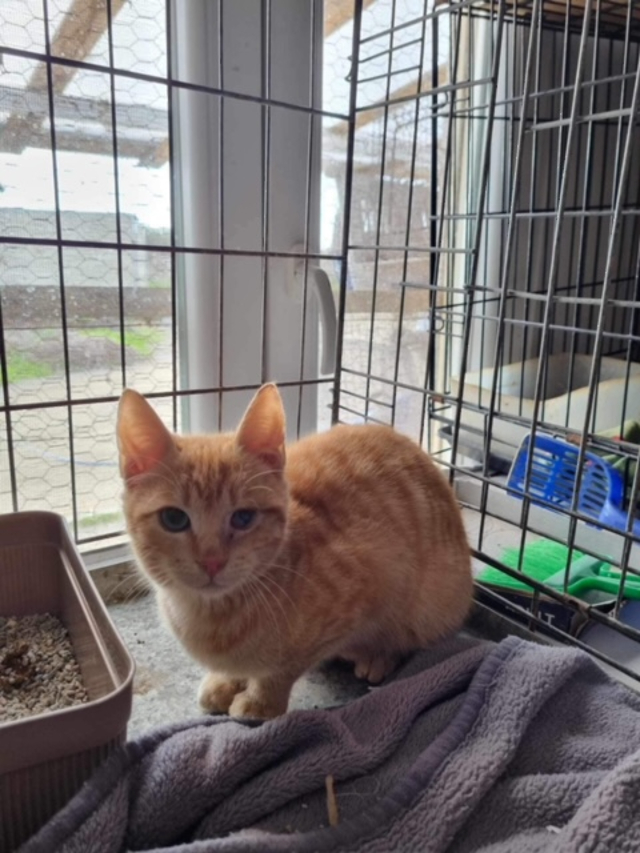 fellengel_snickers10