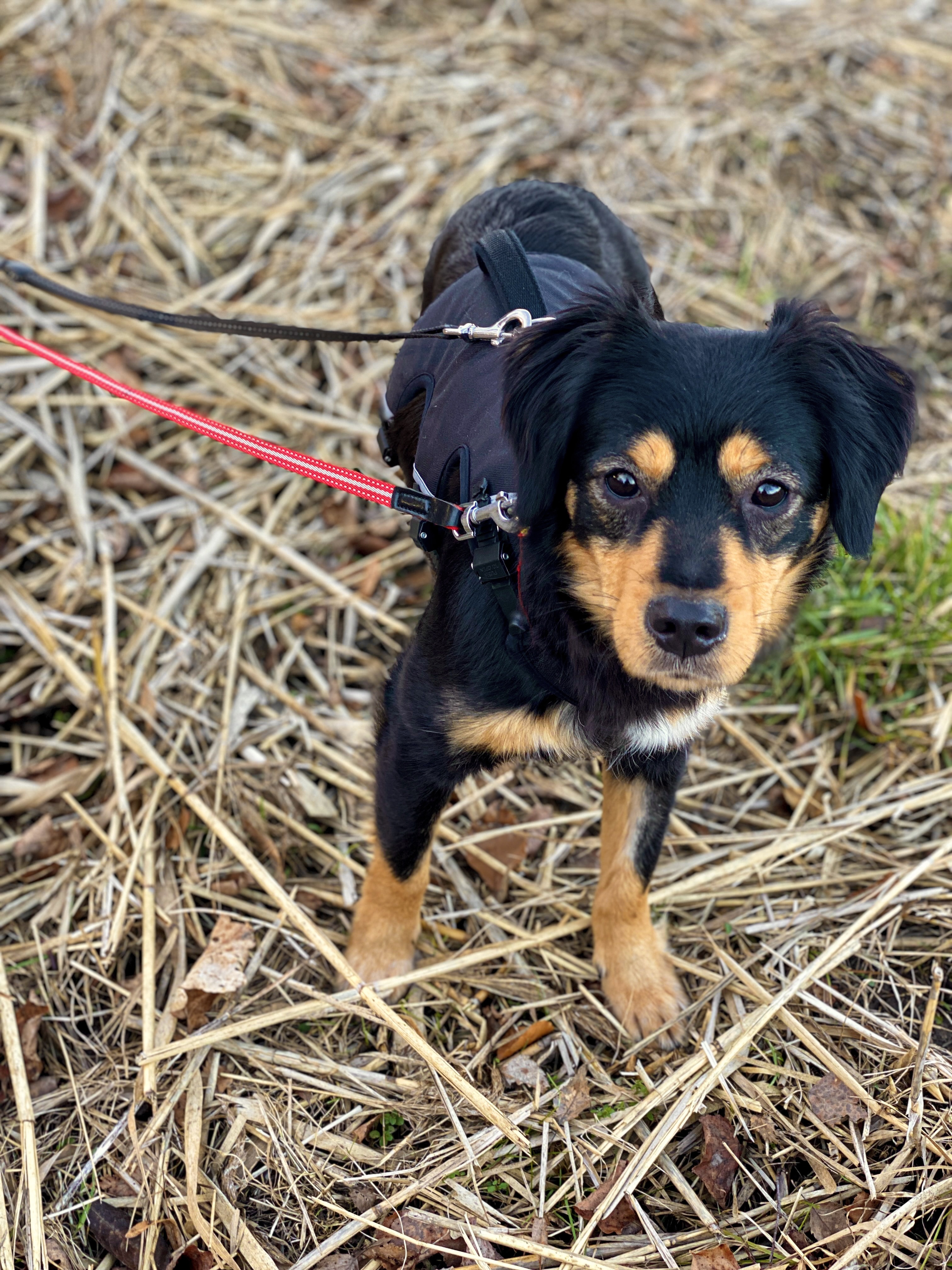 fellengel_sweet molly 10