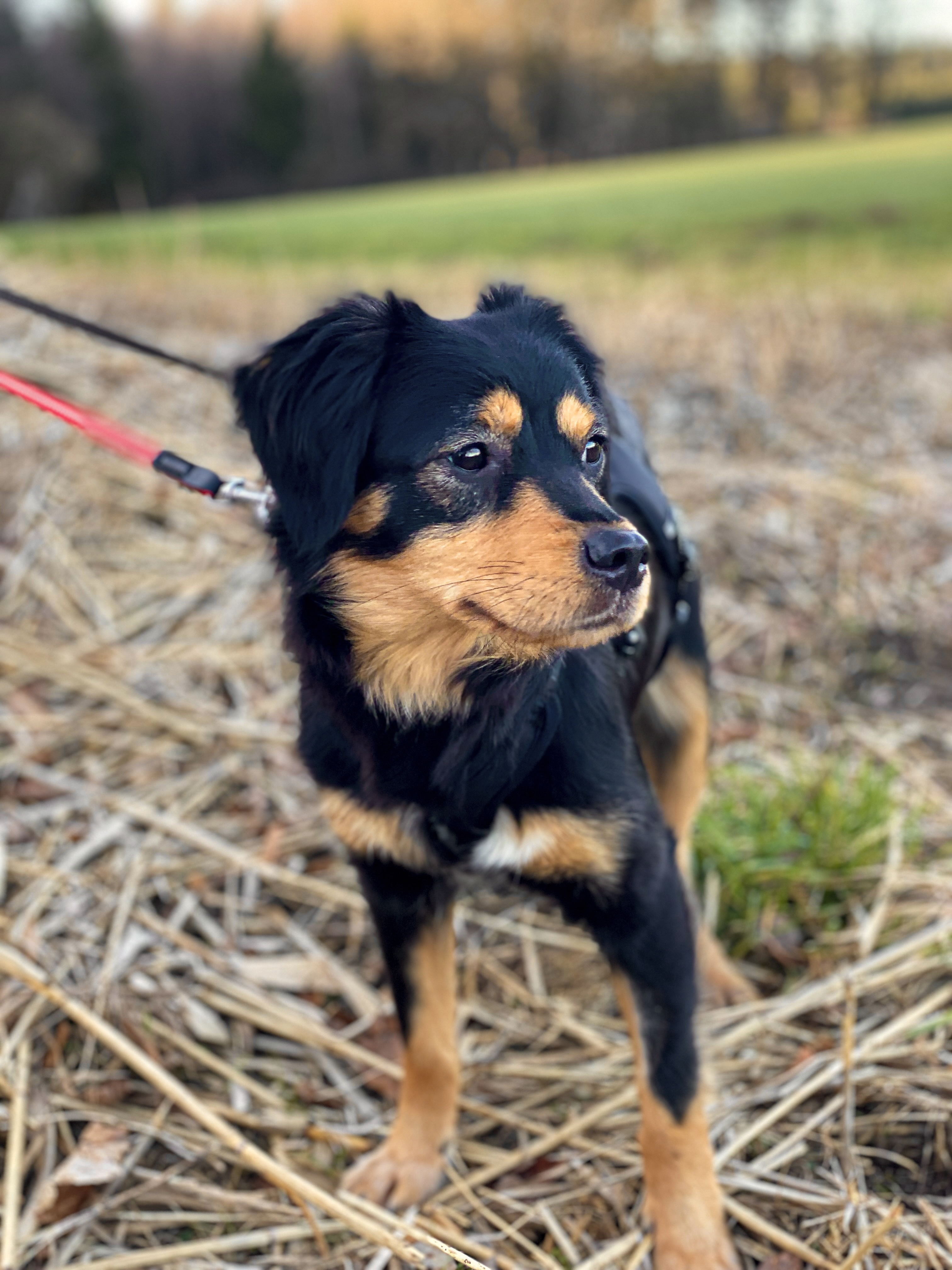 fellengel_sweet molly 11