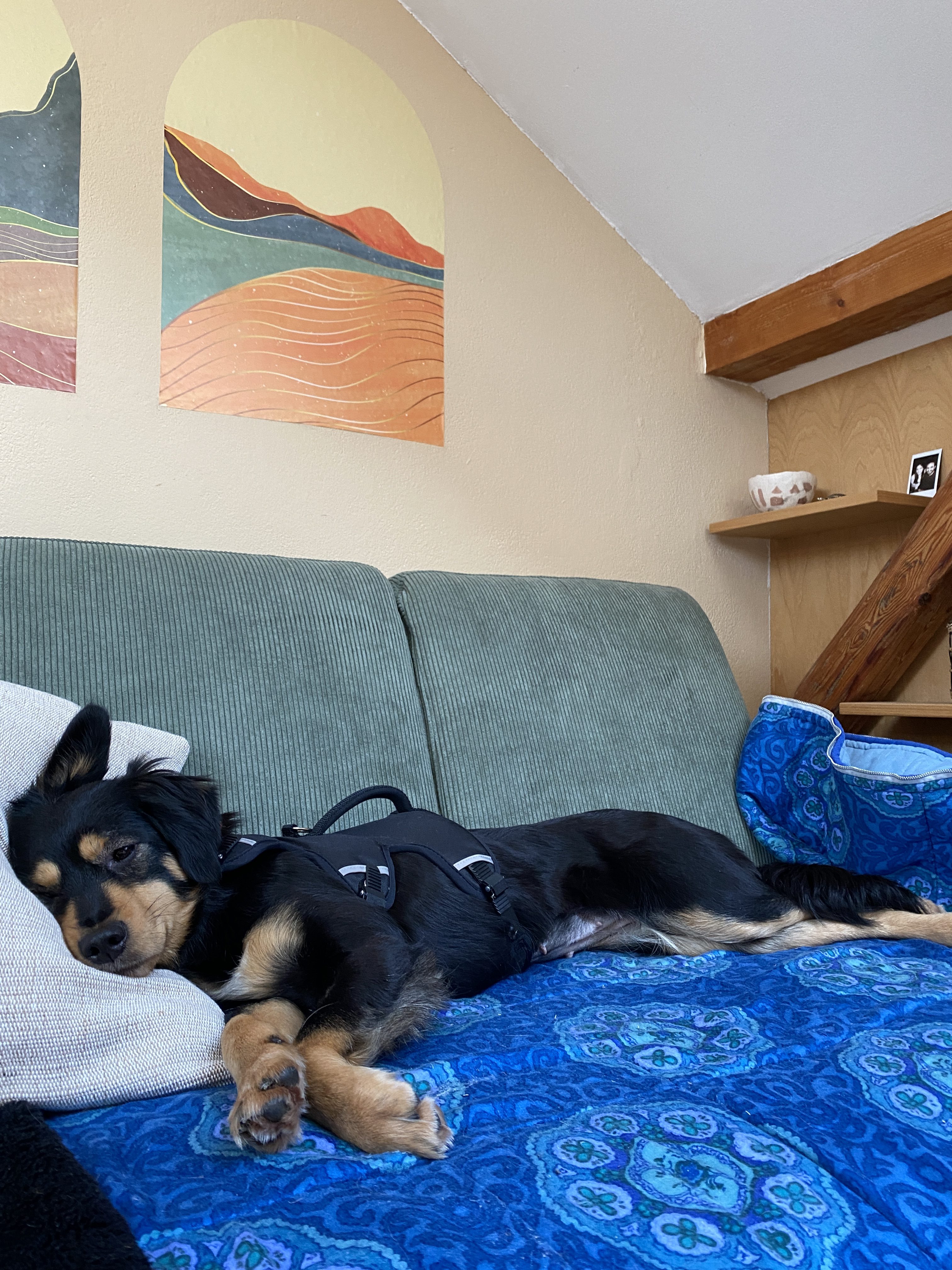 fellengel_sweet molly 12