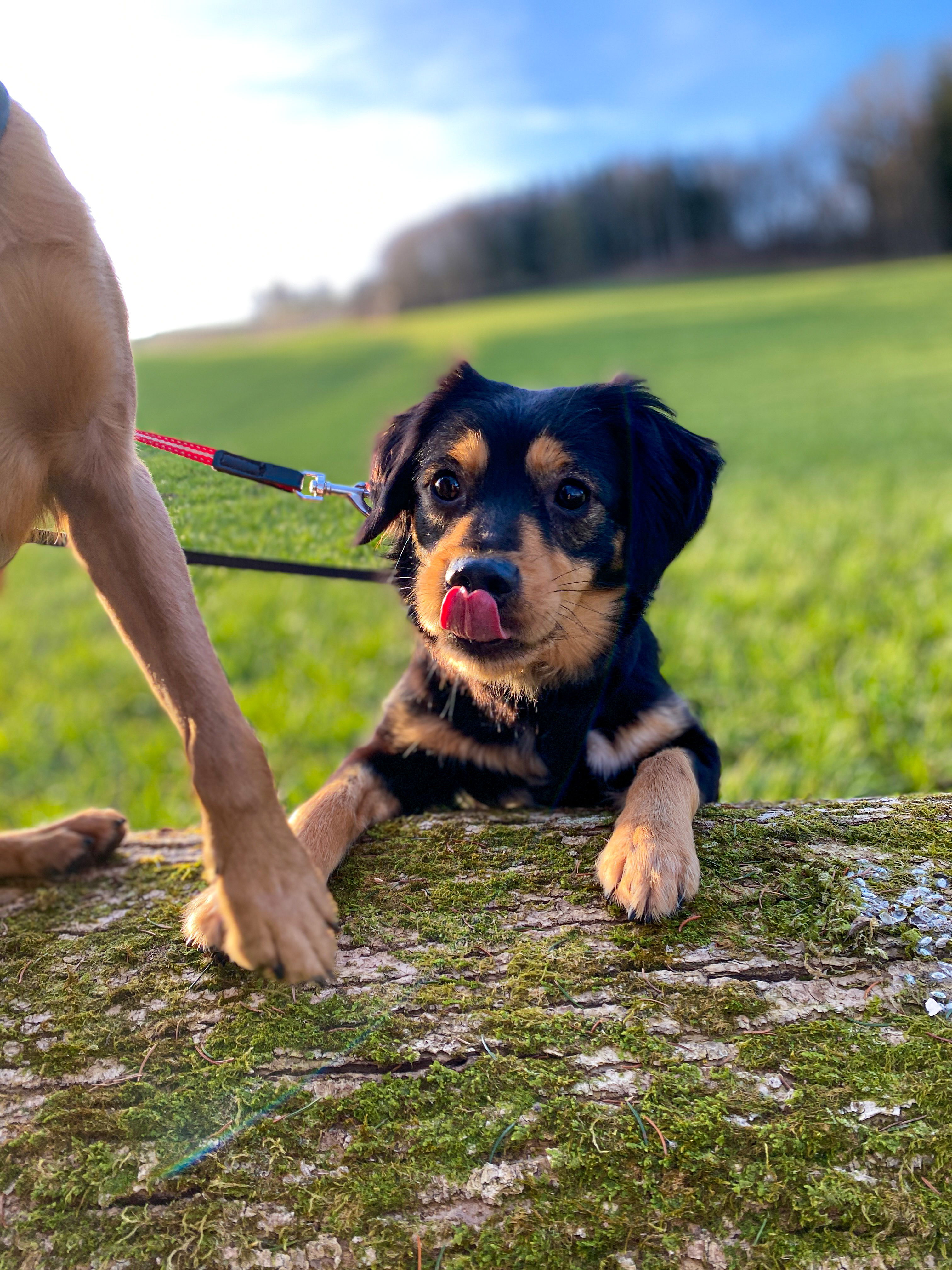 fellengel_sweet molly 9