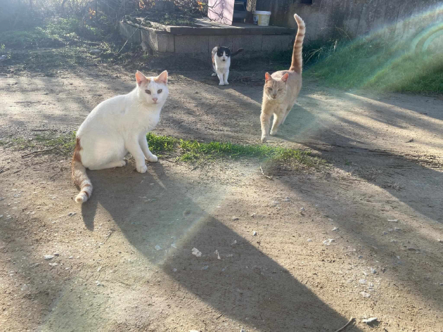 fellengel-prince-oliver