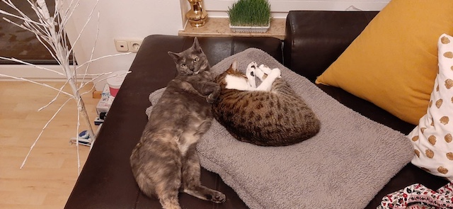 fellengel_claudia_kaktusz1