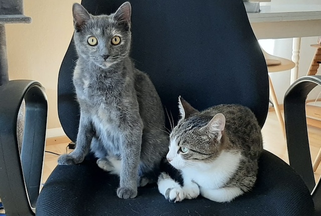 fellengel_claudia_kaktusz2