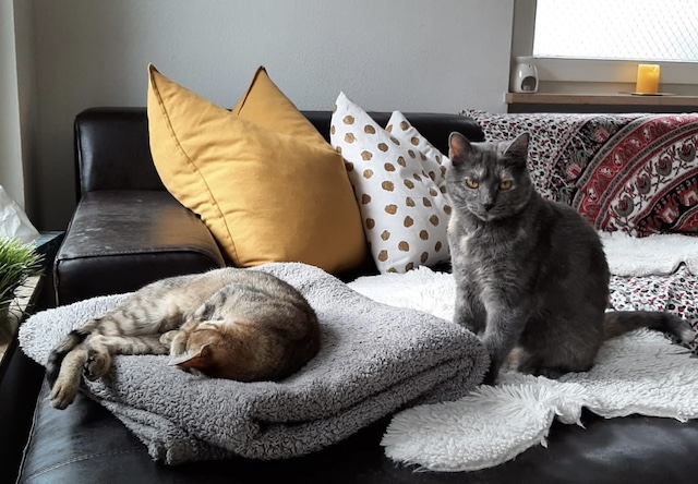 fellengel_claudia_kaktusz4