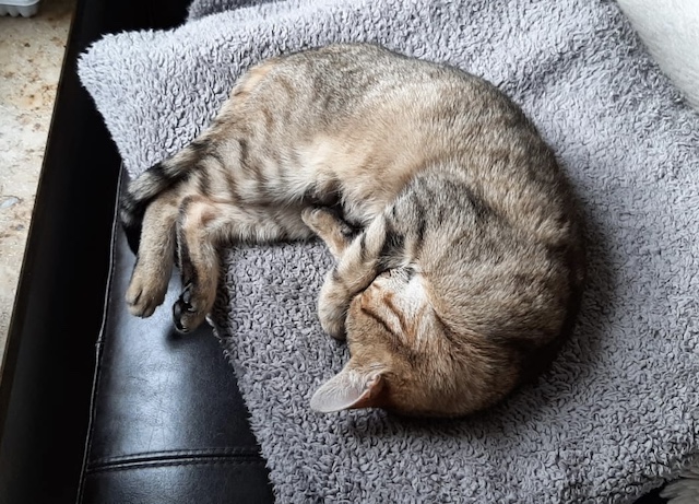 fellengel_claudia_kaktusz5