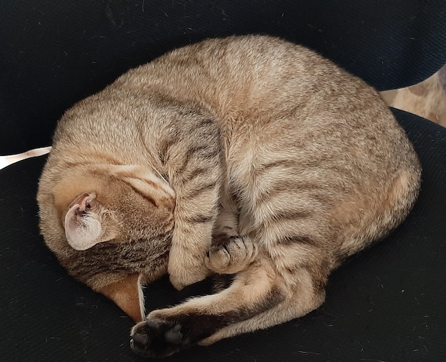 fellengel_claudia_kaktusz6