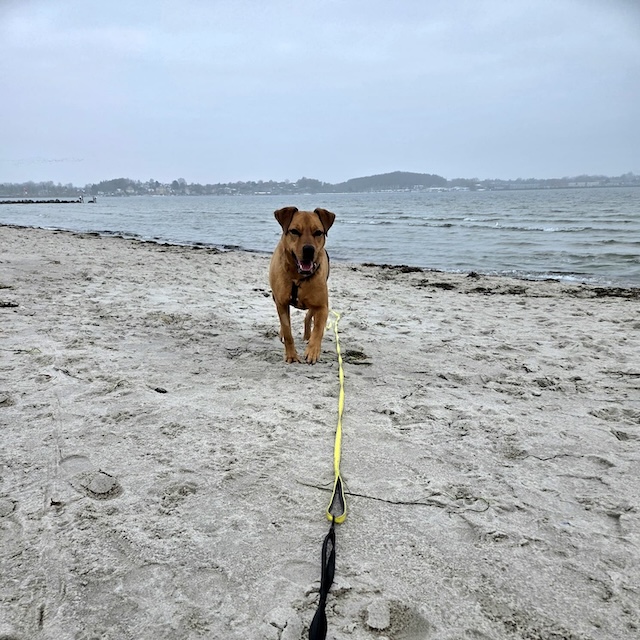 fellengel_abigail_10