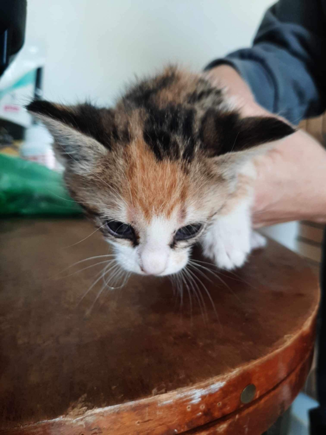 Fellengel_Caramela (1)