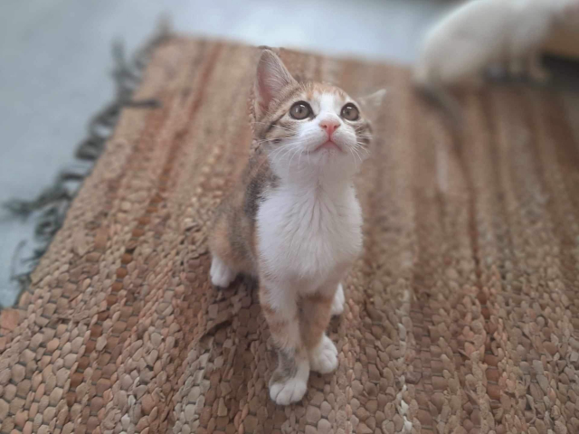 Fellengel_Caramela (10)