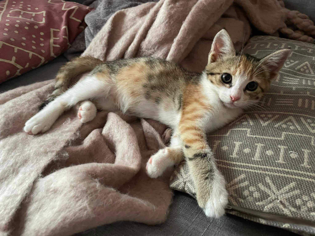 Fellengel_Caramela (11)