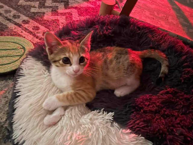 Fellengel_Caramela (13)