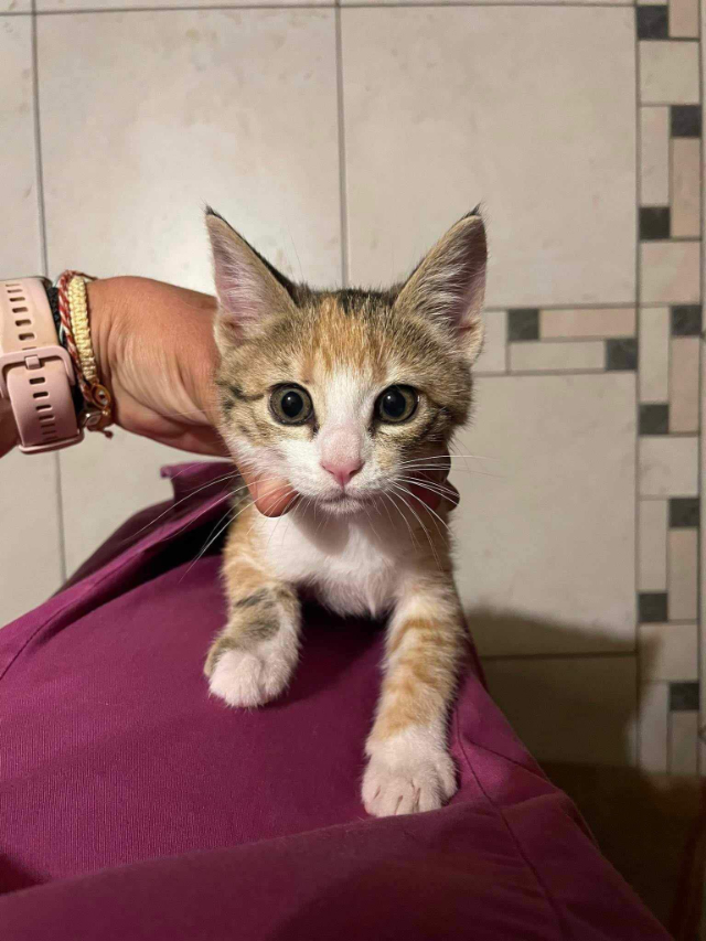 Fellengel_Caramela (14)