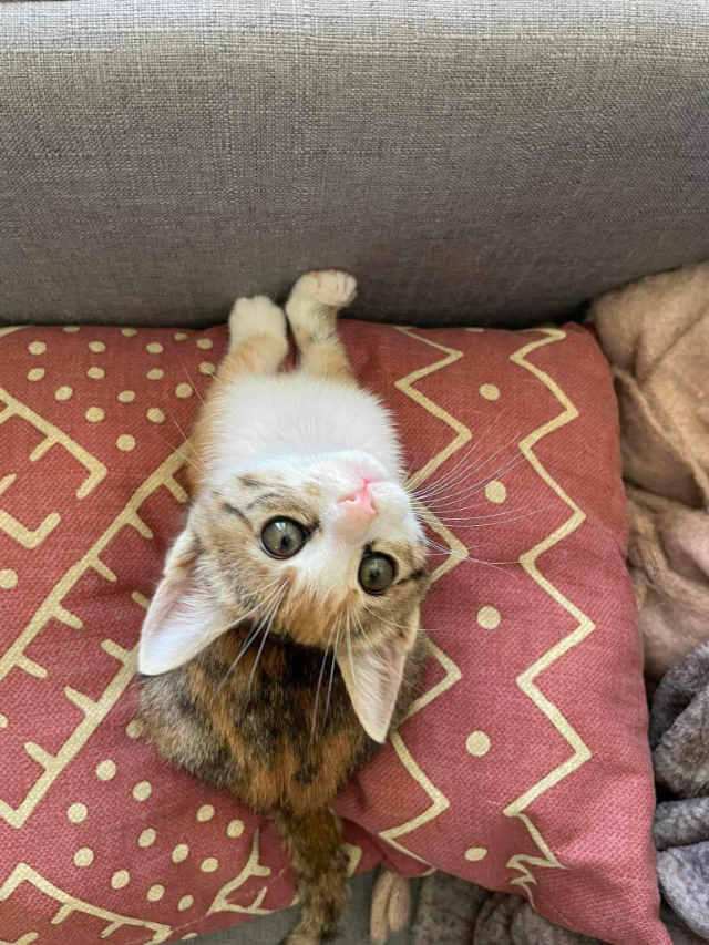 Fellengel_Caramela (15)