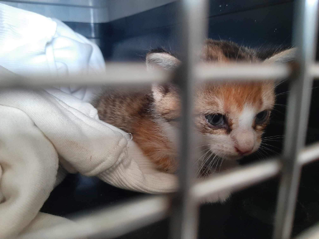 Fellengel_Caramela (2)