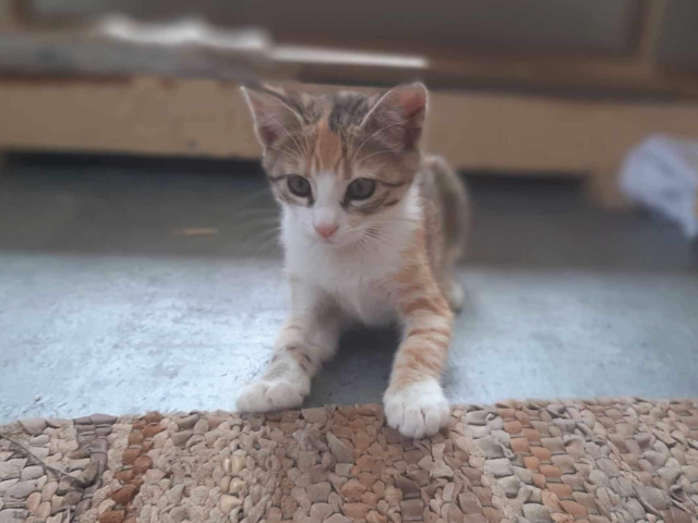 Fellengel_Caramela (3)