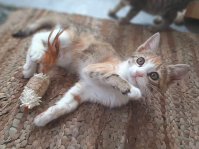 Fellengel_Caramela (5)